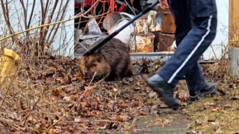 Ottawa Bylaw Officer Captures Beaver Wandering in Alta Vista Backyard Shed