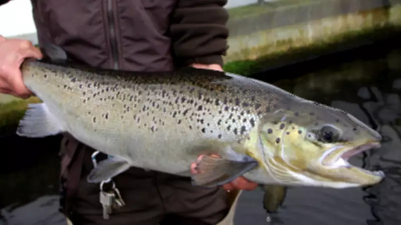 Ottawa Commits $81 Million to Restore Atlantic Salmon Populations in New Brunswick