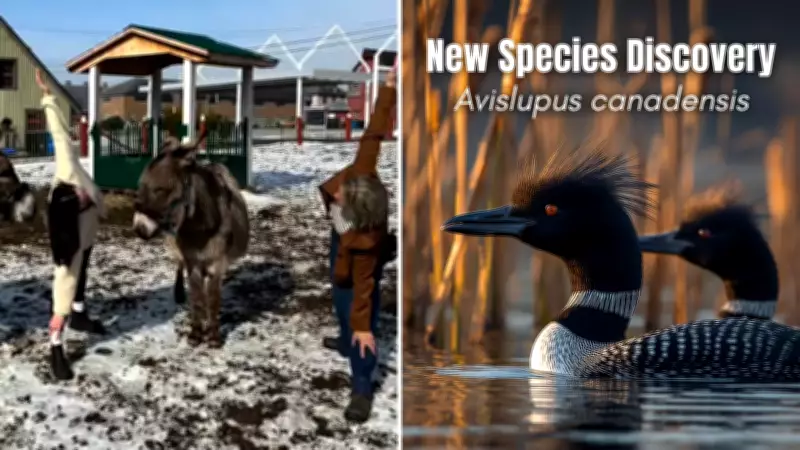 Ottawa's April Fools' Day Pranks: Donkey Yoga and Mythical Bird Discovery