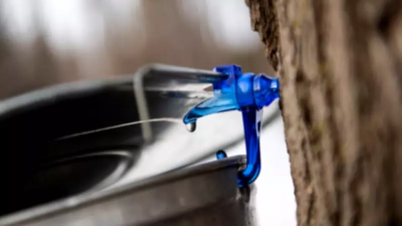 Ottawa's Weekend Guide: Maple Syrup Festivals and Local Events for April 10-12