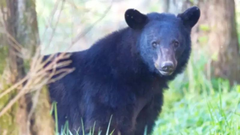 Parks Canada Issues Bear Warning for Vermilion Lakes Road Near Calgary