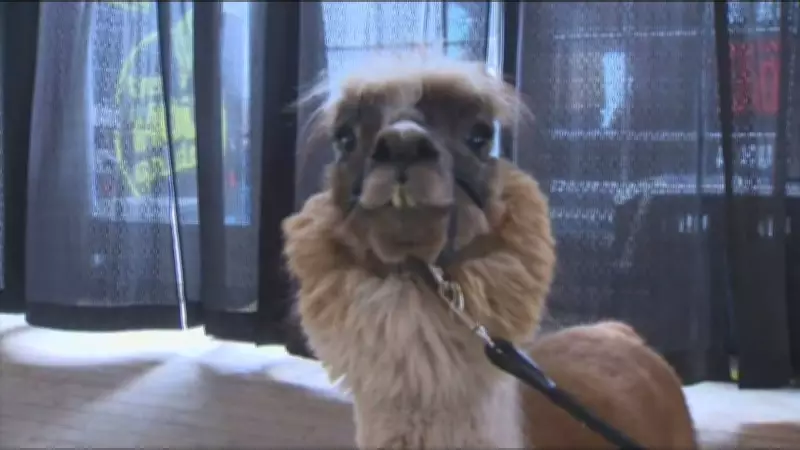 Petfest 2026: Calgary's Ultimate Pet Celebration at Spruce Meadows