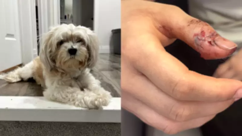 Pit Bull Mix Euthanized After Fatal Dog Attack Outside Toronto Condo