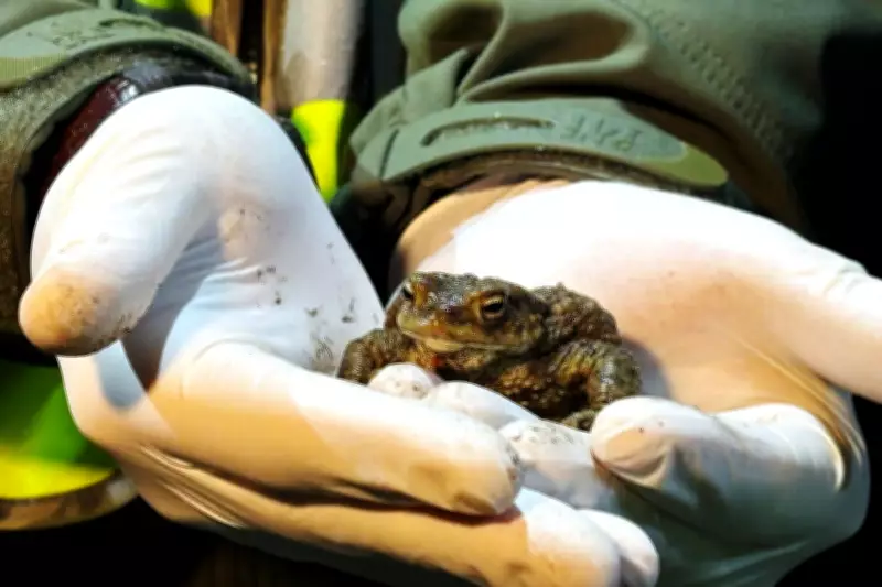 Poland's 'Frog Patrol' Volunteers Aid Amphibians in Perilous Road Crossings
