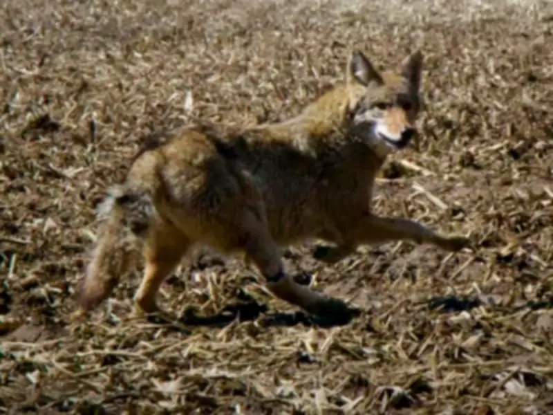 Pregnant Coyote Juniper Released After Leg Injury Rescue by Wildlife Center
