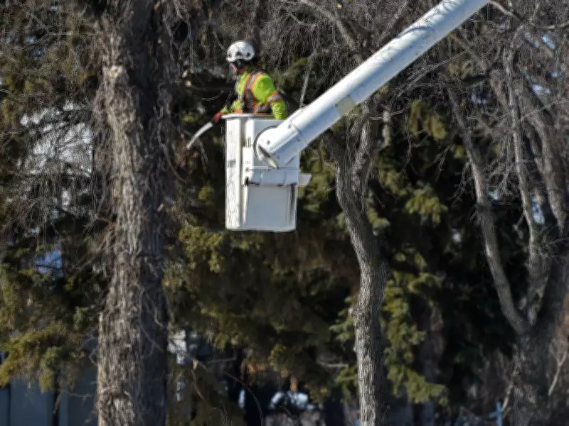 Proper Pruning of Elm Trees: Expert Advice for Healthy Growth