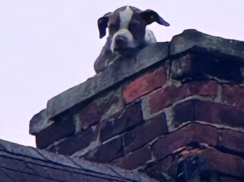 Puppy Named Stack Rescued from Chimney of Abandoned Detroit Home