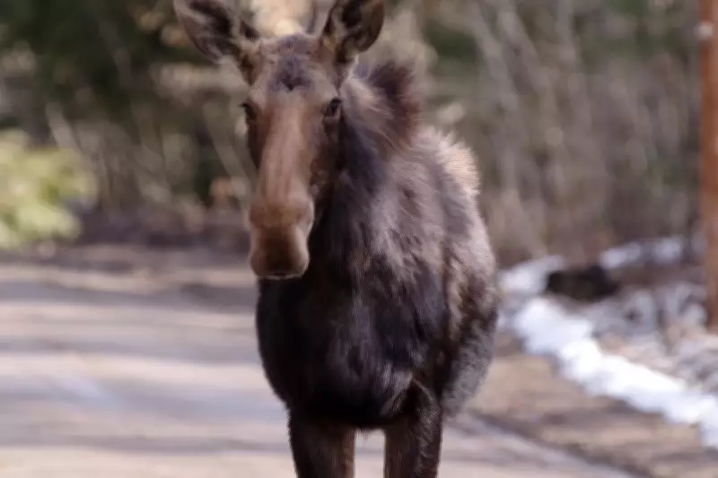 Quebec Issues Spring Warning: Increased Wildlife on Roads Poses Driving Hazard