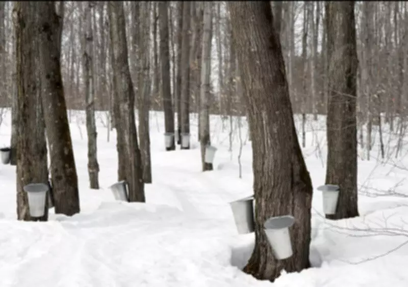 Quebec Maple Syrup Producer Accused of Selling Cane-Spiked Syrup in Stores