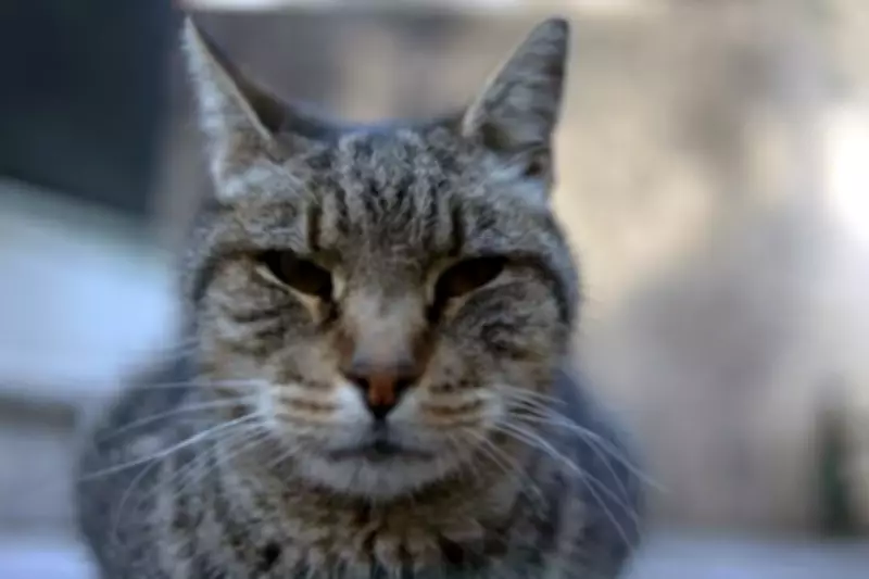 Quebec Rallies Demand Provincial Action on Stray and Feral Cat Overpopulation