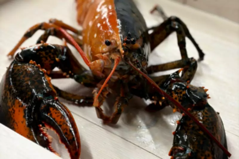 Rare Two-Colored Lobster Caught Off Cape Cod Donated to Aquarium