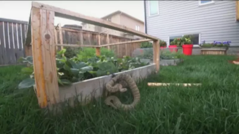 Rattlesnakes Emerge from Dens as Tick Season Begins in Lethbridge