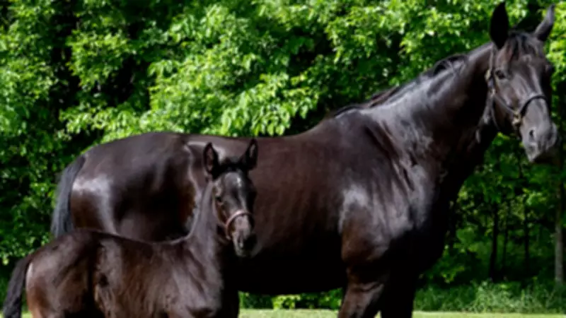 RCMP Seeks Public's Help Naming Newest Foals in Unique Community Initiative