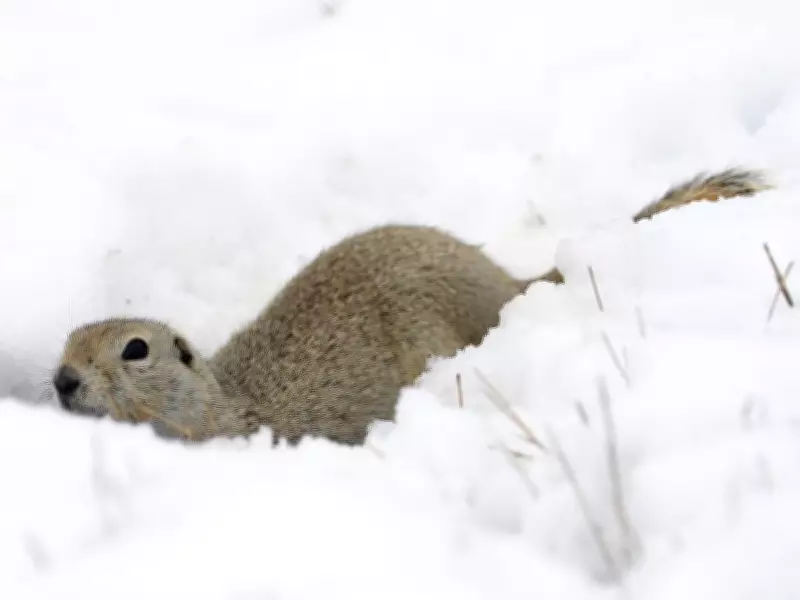 Regina Expands Gopher Control Program Amid Rising Rodent Population