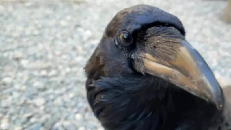 Rescued Raven in B.C. Mimics Human Sneeze and Says Its Own Name