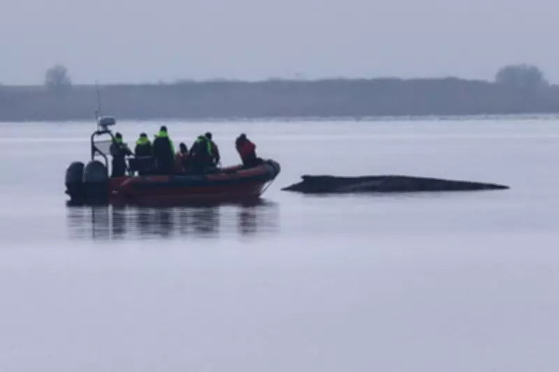 Rescuers Abandon Hope for Humpback Whale Stranded in Baltic Sea