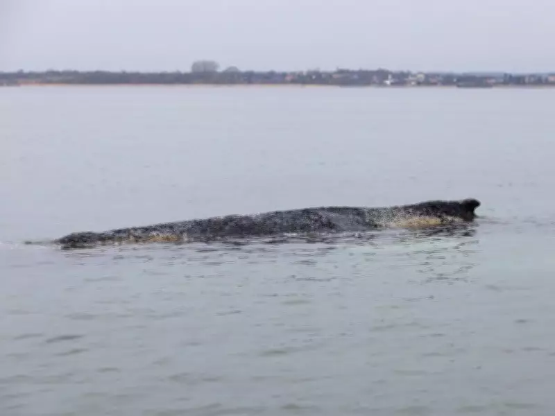 Rescuers Abandon Hope for Stranded Humpback Whale in Baltic Sea