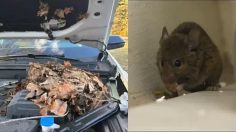 Rodents Cause $13K Damage to Ontario Woman's Vehicles