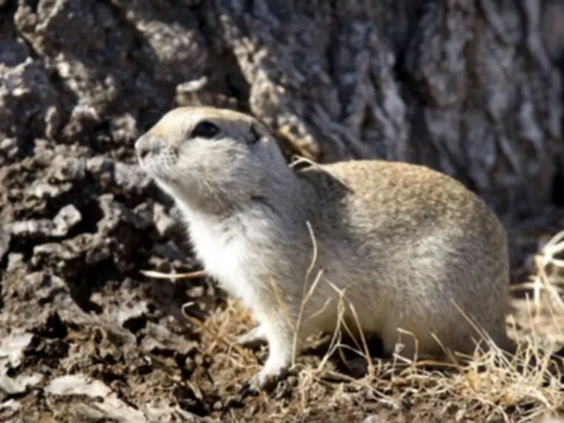 Saskatchewan Expands Emergency Use of Banned Pesticide Strychnine for Gopher Control