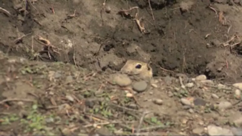Saskatchewan Expands Strychnine Access for Gopher Control Amid Ongoing Crop Damage