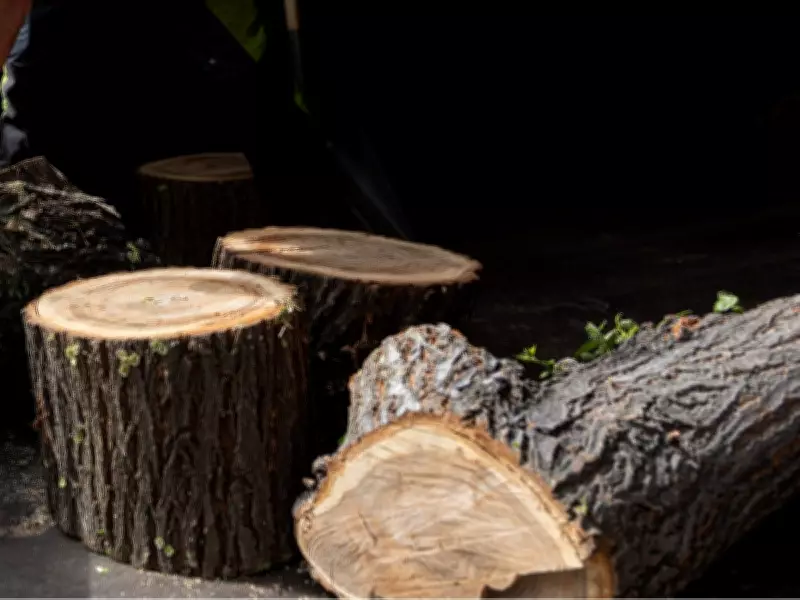 Saskatoon's Elm Wood Disposal Initiative Doubles Volume Amid Dutch Elm Disease Surge