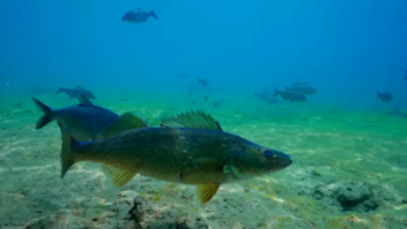 Saugeen Ojibway Nation Warns of Fish Safety Near Bruce Power Nuclear Plant