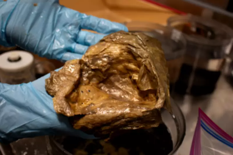 Scientists Identify Mysterious Golden Orb Found in Gulf of Alaska