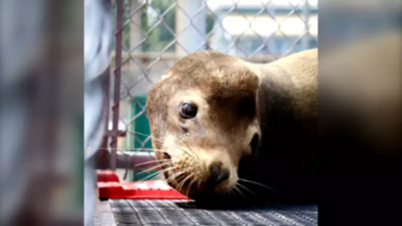 Sea Lion Rescued on Vancouver Island Named After Artemis II Astronaut