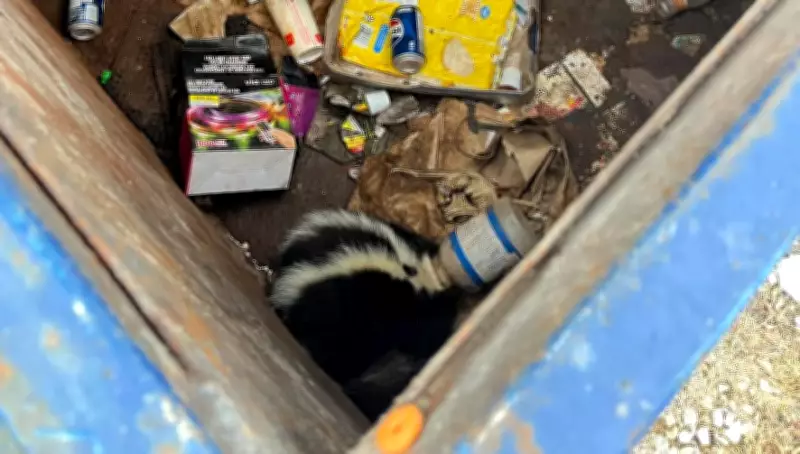 Skunk Rescued in Barrie After Plastic Container Traps Its Head in Dumpster