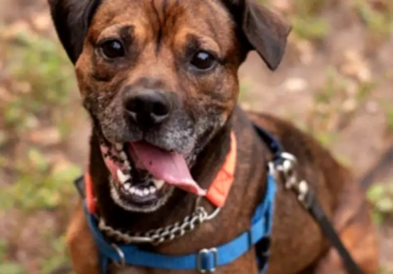 Special Needs Hound Mix Rudy Still Seeks Forever Home After 340 Days