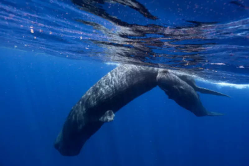 Sperm Whale Communication Mirrors Human Language Structure, Groundbreaking Study Reveals