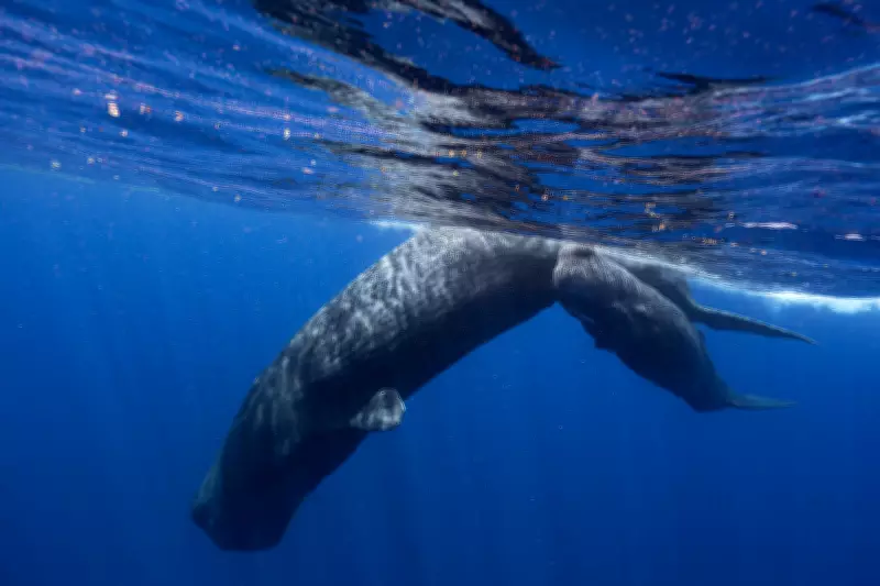 Sperm Whale Communication Shows Striking Similarities to Human Language Structure