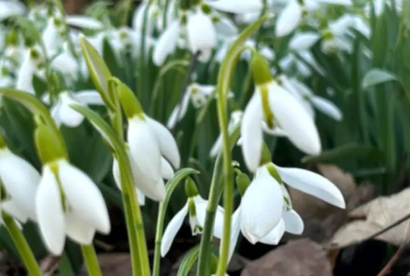 Spring Arrives in Windsor with More Warmth on the Horizon