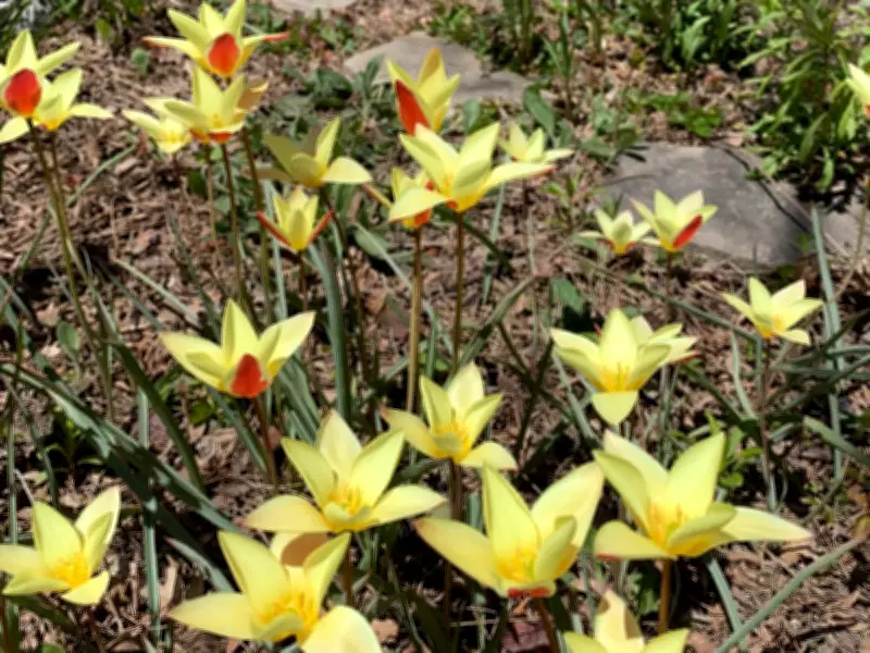 Spring Clean-Up: Patience Key to Garden Preparation