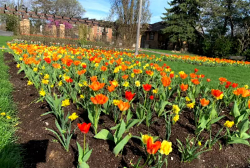 Spring Warmth Arrives in Windsor, Temperatures Set to Climb