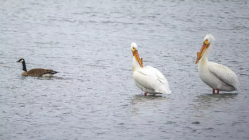 Spring's Arrival on the Bow River: Pelicans, Herons, and Crocuses Herald the Season