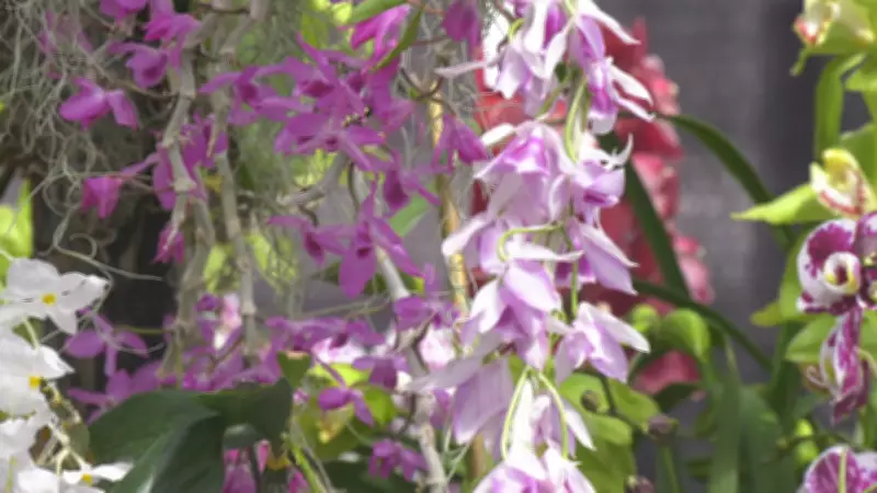 St. Albert's Orchid Fair Blooms with Vibrant Displays and Community Spirit