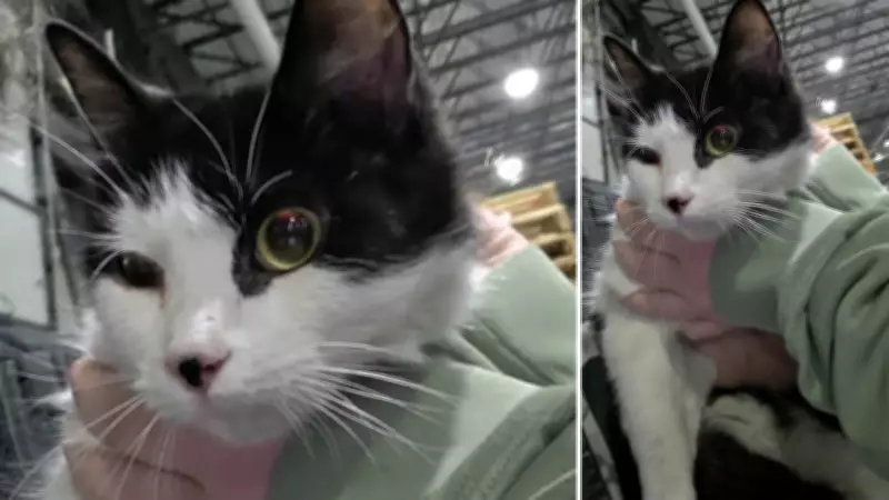 Stowaway Cat Found in Transport Truck After Journey from Montreal to Cornwall Walmart