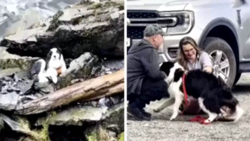 Strangers Fund Search for Dog Lost in New Zealand Forest, Leading to Reunion