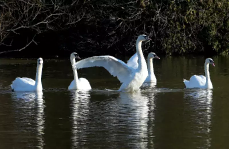 Swans Gracefully Return to Stratford's Avon River, Signaling Spring's Arrival