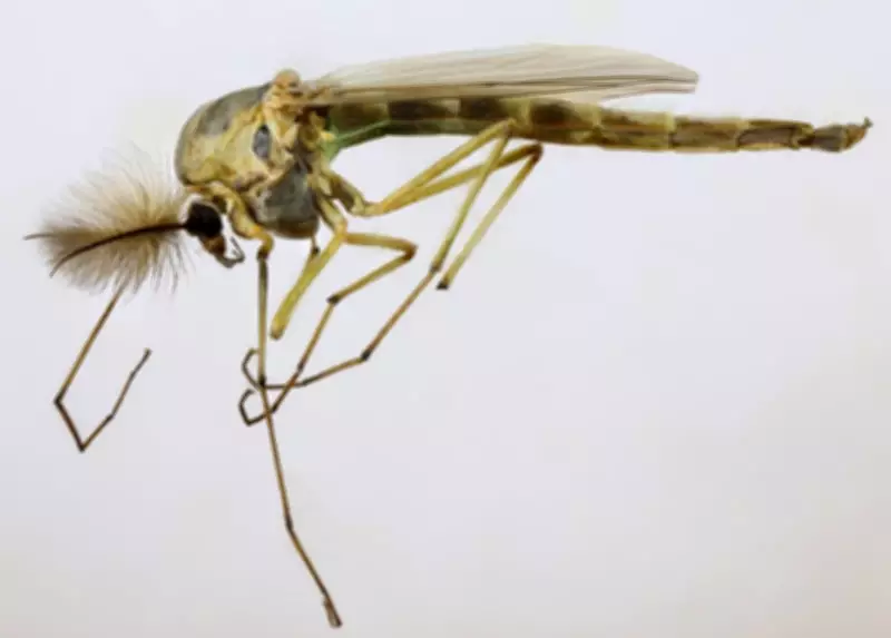 Swarms of Tiny Midges Return to Toronto: What You Need to Know