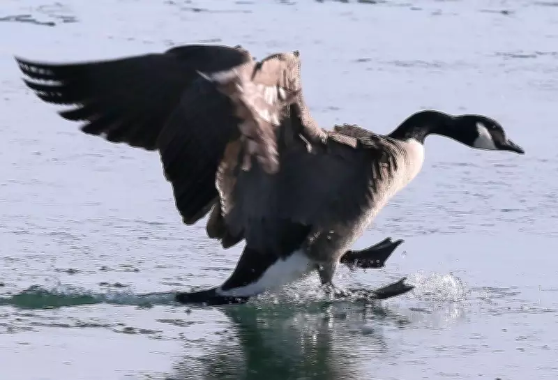 Teen Charged with Animal Cruelty After Running Over Canada Geese in Winnipeg