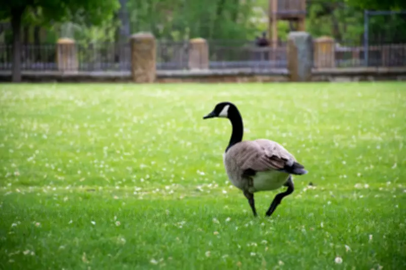 Teen Charged with Animal Cruelty in Canada Goose Incidents: Winnipeg Police
