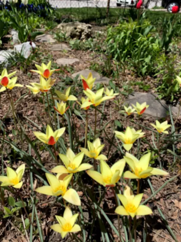 The City Gardener: Spring Clean-Up as a Journey, Not a Destination