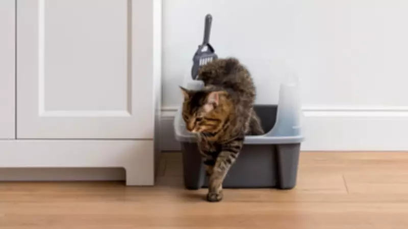 The Ultimate Guide to Top-Rated Litter Boxes for Cat Owners in 2026