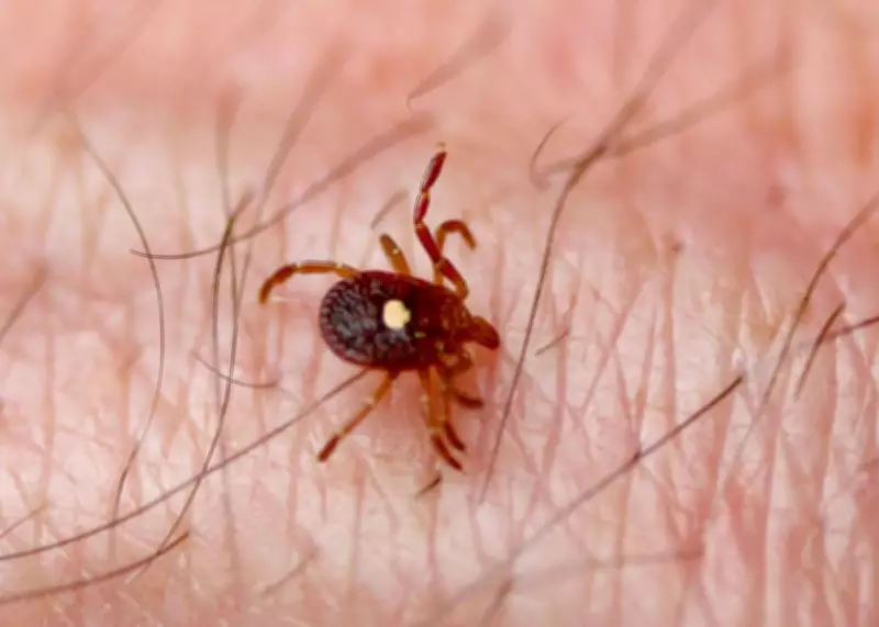 Tick Season Starts Early in Canada, Raising Lyme Disease Fears