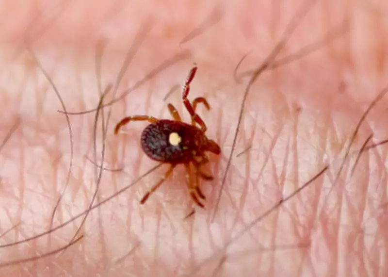 Ticks Arrive Early in Canada: Experts Warn of Lyme Disease Risk