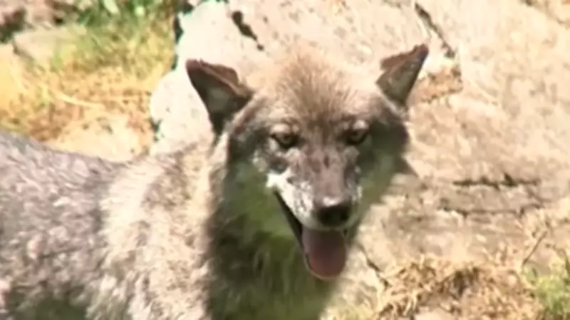 Toddler Injured by Wolf at Hershey Zoo After Crawling Under Fence