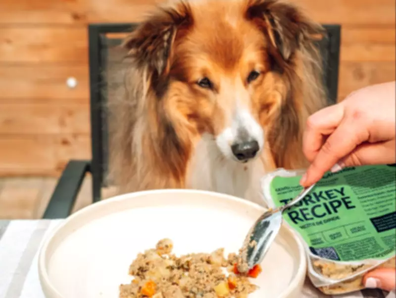 Toronto Waives Adoption Fees for Large Dogs to Find Forever Homes