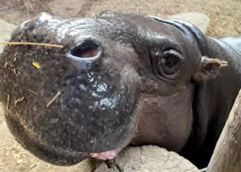 Toronto Zoo Announces Pregnancy of Endangered Pygmy Hippo Kindia